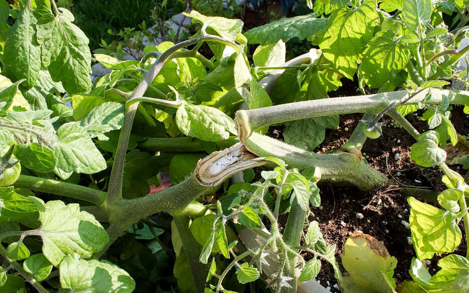 Sauver les plantes après une tempête : astuces pour remoudre vos tomates