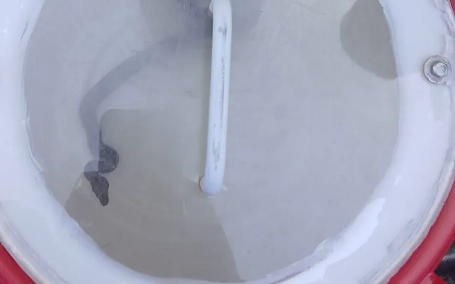 Serpent à Cormeilles : un animal errant provoque la surprise des habitants