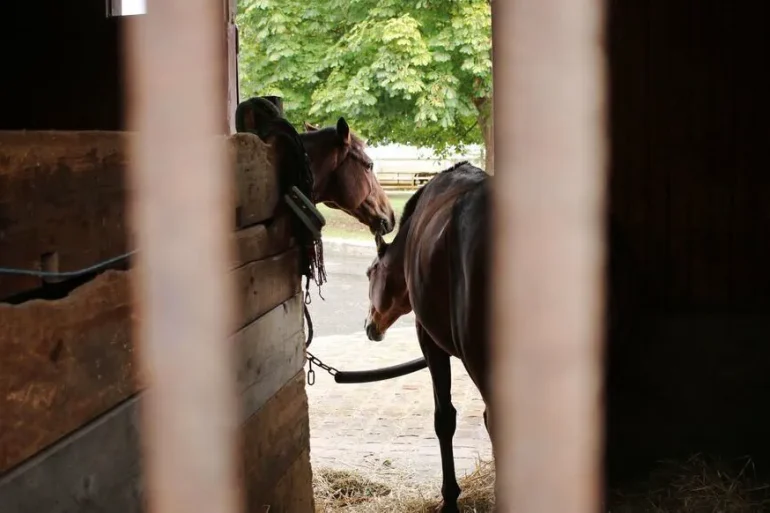 Sévices graves sur des chevaux : deux enquêtes judiciaires en Seine-Maritime