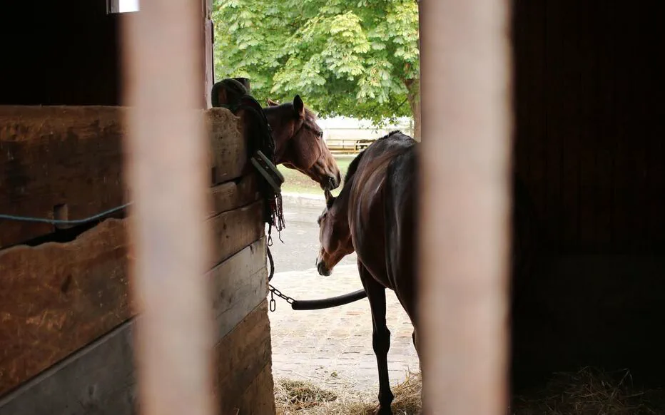 Sévices graves sur des chevaux : deux enquêtes judiciaires en Seine-Maritime