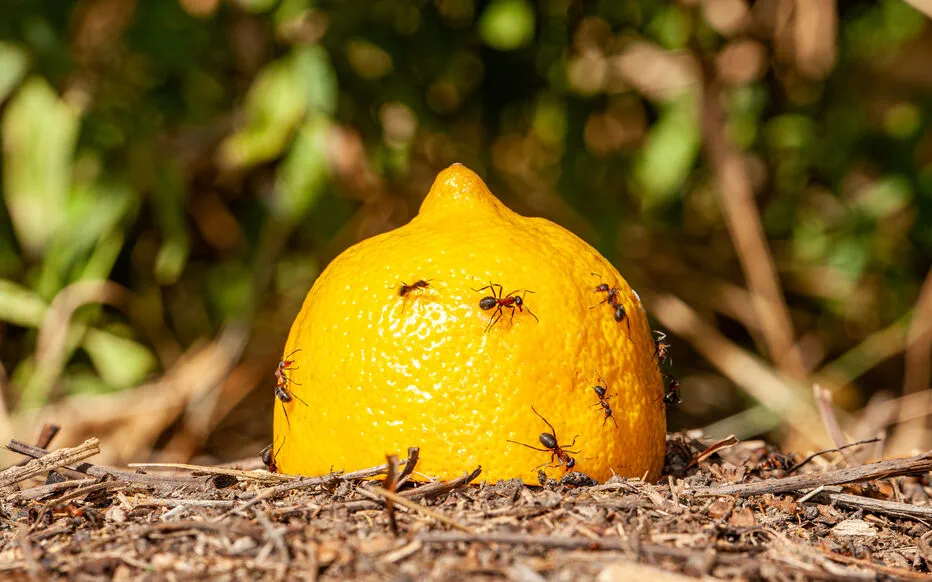 Un citron moisi : le début d'une nouvelle aventure dans votre jardin