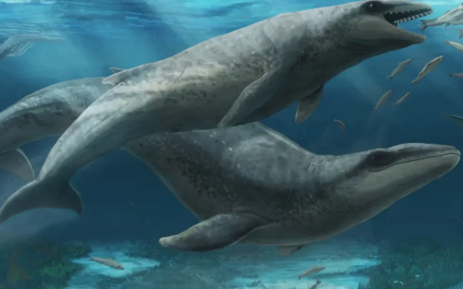 Un nouveau fossile mystérieux émerge des plages australiennes