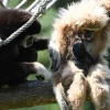 Un nouveau gibbon à mains blanches fait son apparition au zoo de Spay