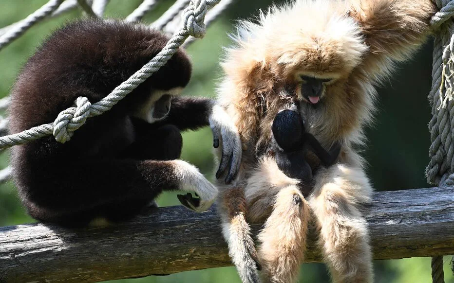 Un nouveau gibbon à mains blanches fait son apparition au zoo de Spay