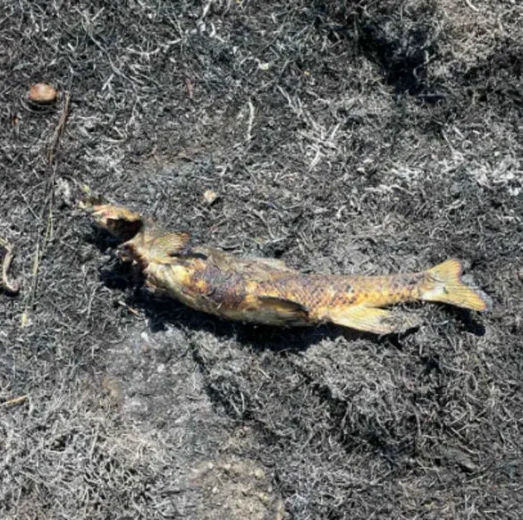 Un poisson venu du ciel : un incident étrange dans l'ouest du Canada