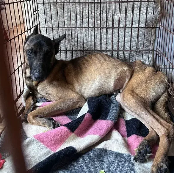 Une enquête pour maltraitance animale dans l'Oise : une situation insoutenable