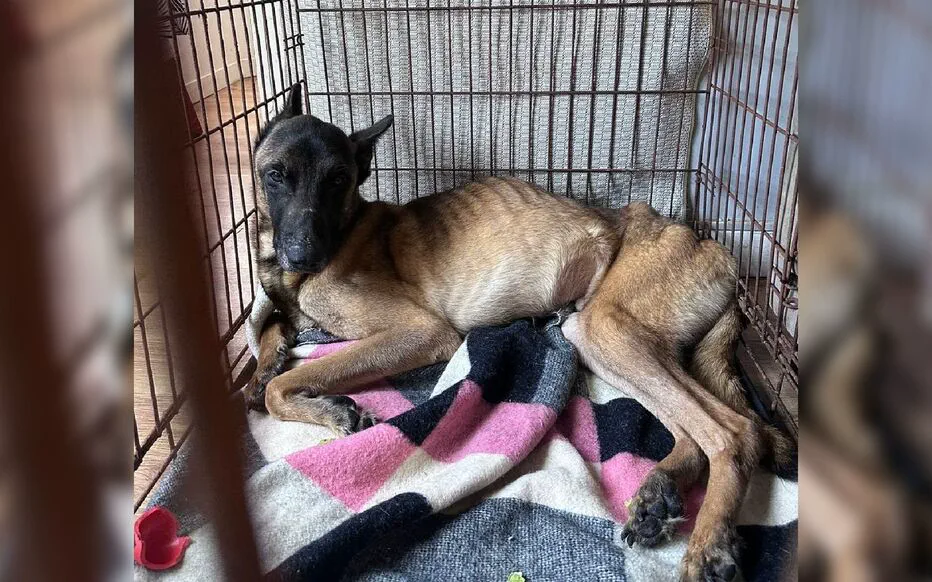 Une enquête pour maltraitance animale dans l'Oise : une situation insoutenable