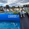 Une piscine pour chiens fait briller les poils dans l'Allier