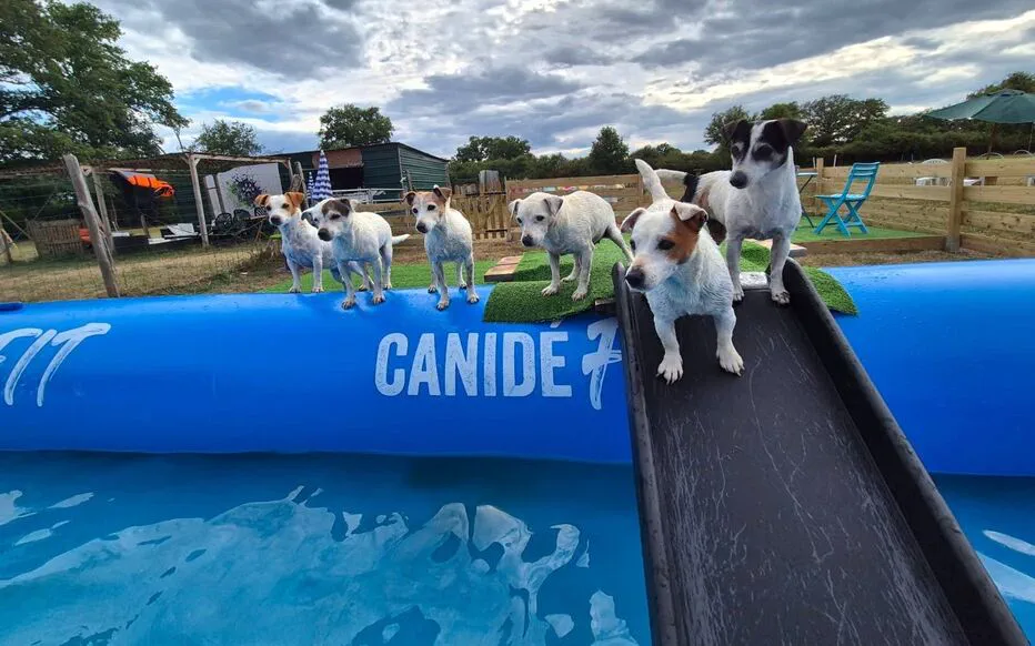 Une piscine pour chiens fait briller les poils dans l'Allier