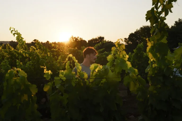 Au cœur de la viticulture : La magie du Château Revelette dans les Bouches-du-Rhône