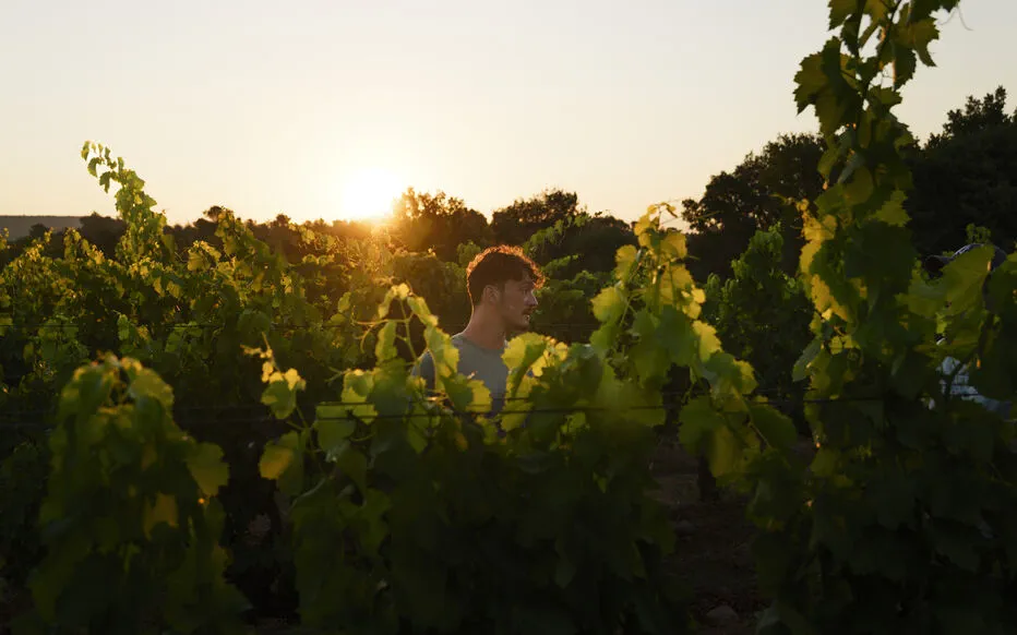 Au cœur de la viticulture : La magie du Château Revelette dans les Bouches-du-Rhône