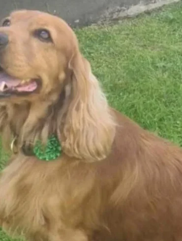 Bailey, le chien d'assistance, libère les cieux après une campagne sur les réseaux sociaux