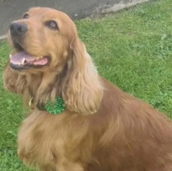 Bailey, le chien d'assistance, libère les cieux après une campagne sur les réseaux sociaux