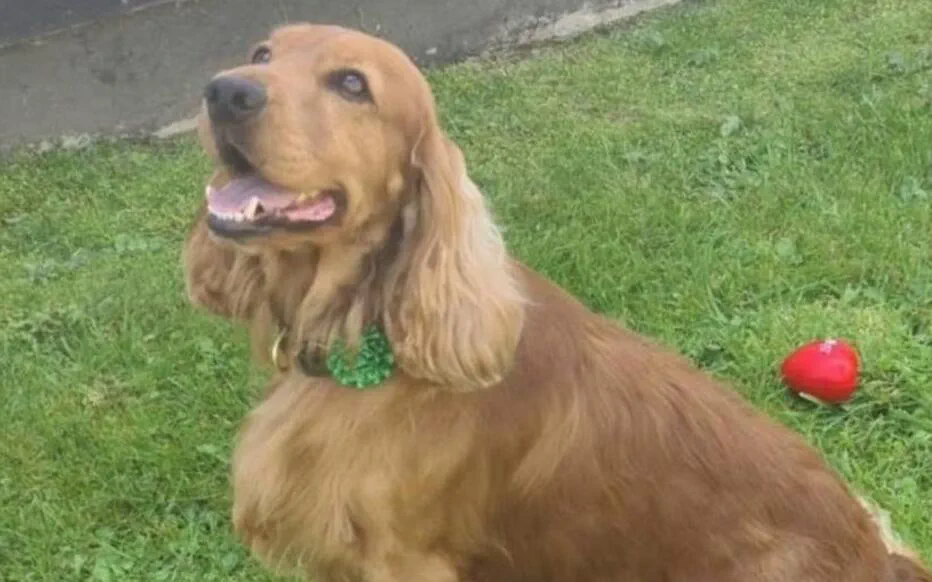 Bailey, le chien d'assistance, libère les cieux après une campagne sur les réseaux sociaux