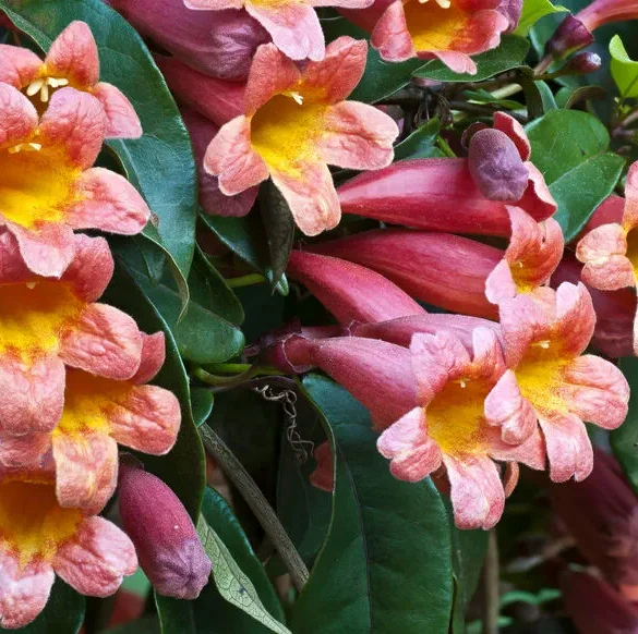 Comment cultiver la bignone : un guide simple pour débutants