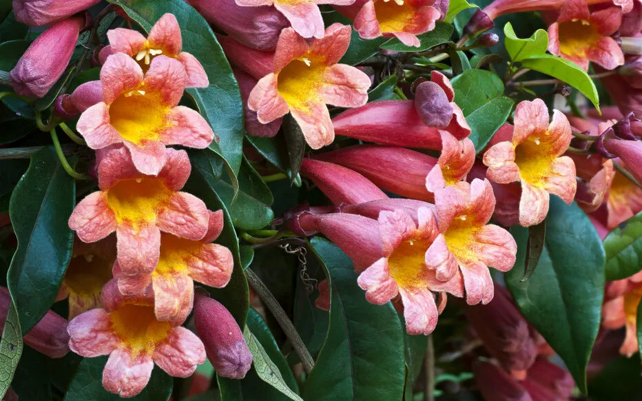 Comment cultiver la bignone : un guide simple pour débutants