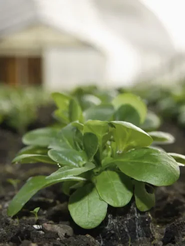 Cultiver de la mâche entre les rangées de poireaux : un duo gagnant pour votre potager