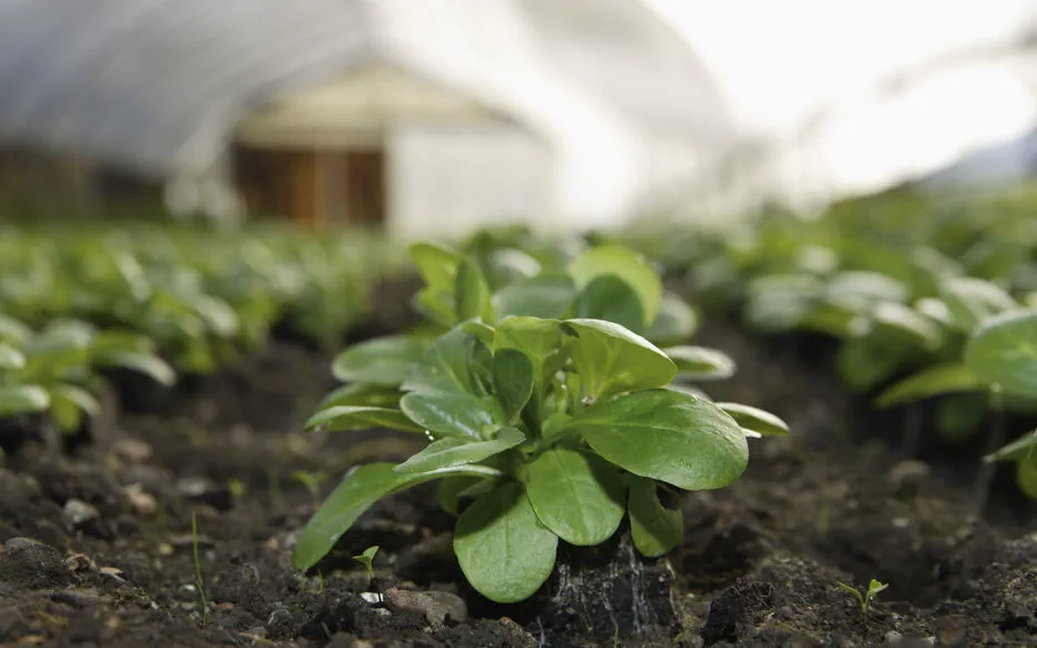 Cultiver de la mâche entre les rangées de poireaux : un duo gagnant pour votre potager