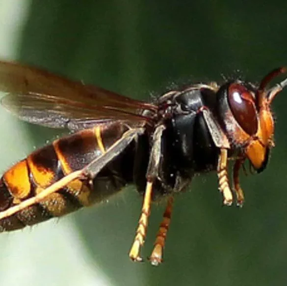 Drame en mer : un homme décédé après une piqûre de frelon près de Sainte-Maxime