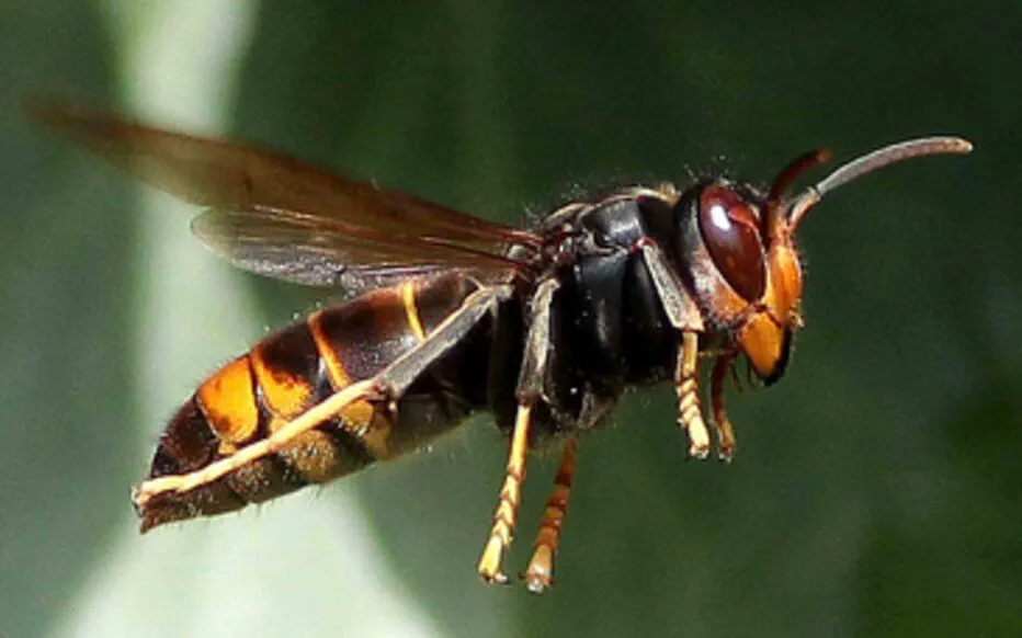 Drame en mer : un homme décédé après une piqûre de frelon près de Sainte-Maxime