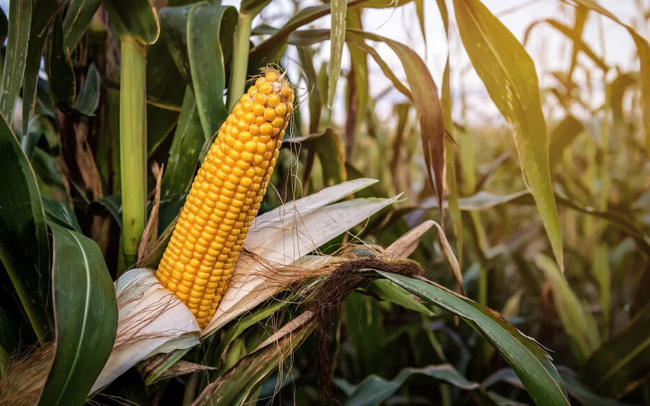 Éclipse de la Lune de Maïs : un spectacle céleste pour les astronomes amateurs et les jardiniers