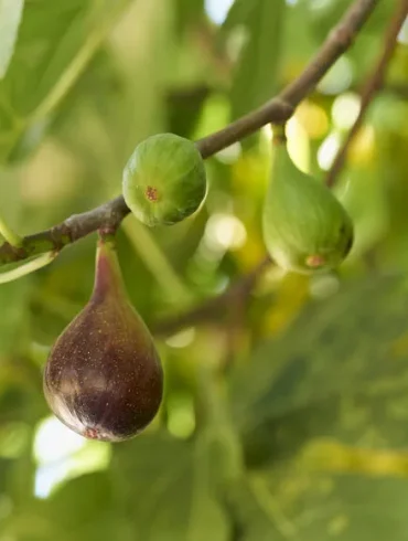 Figues qui tombent prématurément : un phénomène mystérieux affectant les vergers