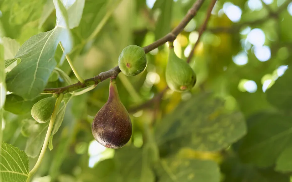Figues qui tombent prématurément : un phénomène mystérieux affectant les vergers