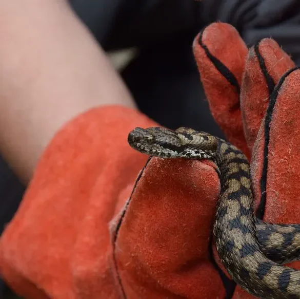 La controverse autour des soins d'urgence pour un enfant mordu par un serpent en Caroline du Sud