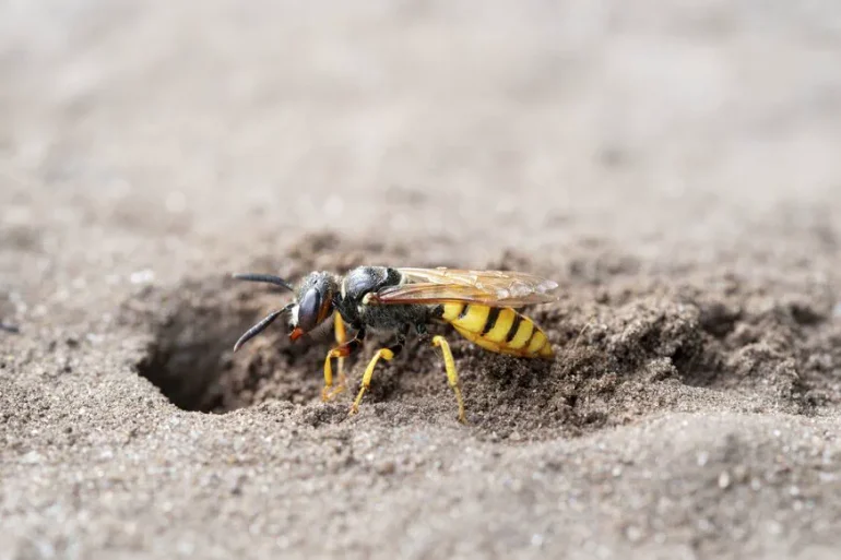 La guêpe fouisseuse, une alliée inattendue du jardinier