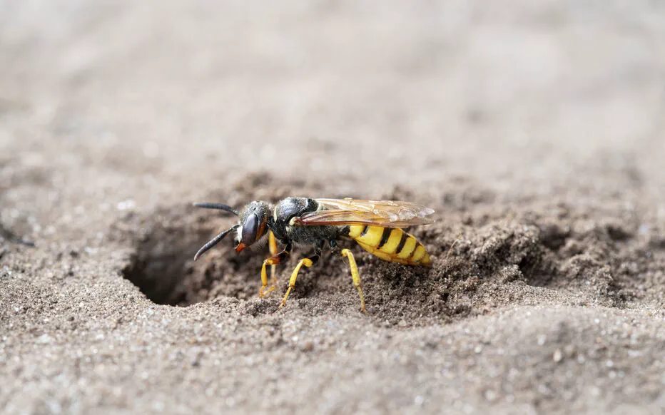 La guêpe fouisseuse, une alliée inattendue du jardinier