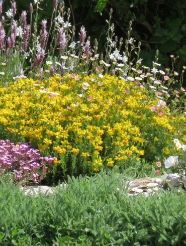 La magie de la bouture en semi-août : un moment idéal pour réussir la propagation des plantes méditerranéennes