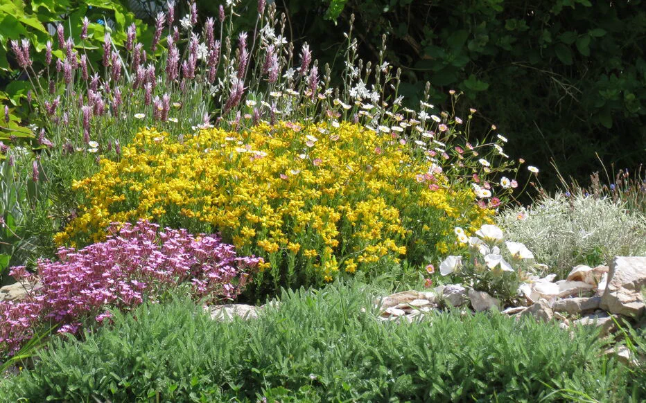 La magie de la bouture en semi-août : un moment idéal pour réussir la propagation des plantes méditerranéennes