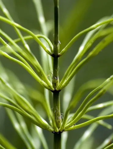 La prêle : le mystère des champs dévoilé