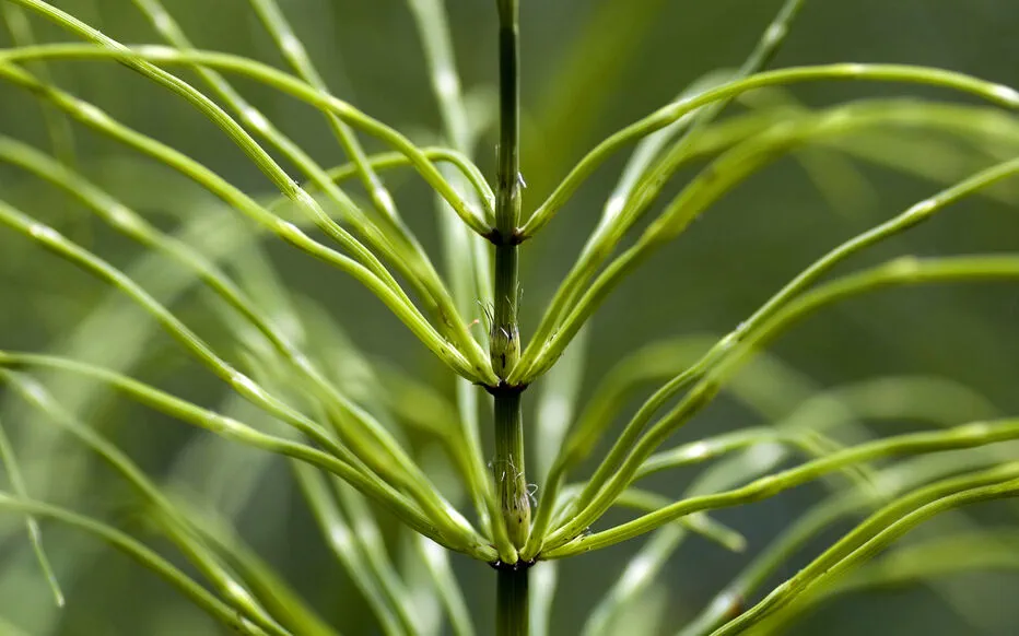La prêle : le mystère des champs dévoilé