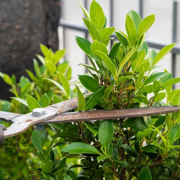 L'art de tailler les haies à la perfection : un guide complet