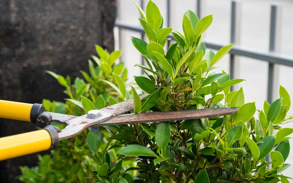 L'art de tailler les haies à la perfection : un guide complet