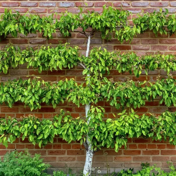 L'art du palissage : esthétisme et avantages