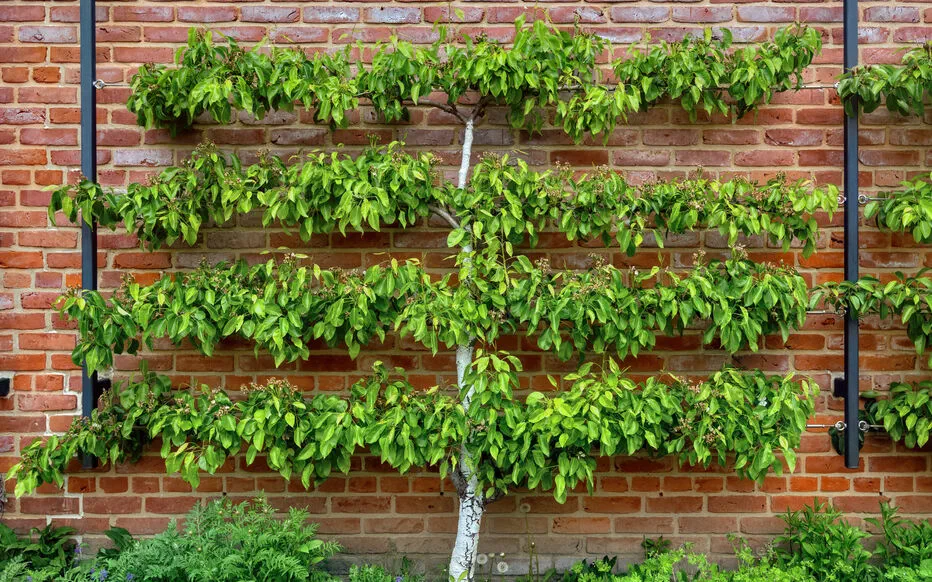 L'art du palissage : esthétisme et avantages