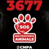 L'assistance 3677 : une ligne d'écoute dédiée aux animaux en France