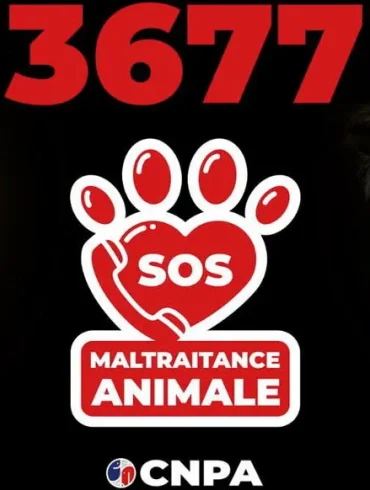 L'assistance 3677 : une ligne d'écoute dédiée aux animaux en France