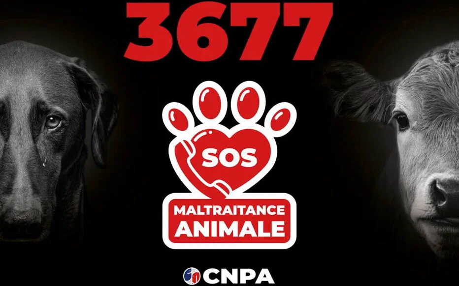 L'assistance 3677 : une ligne d'écoute dédiée aux animaux en France