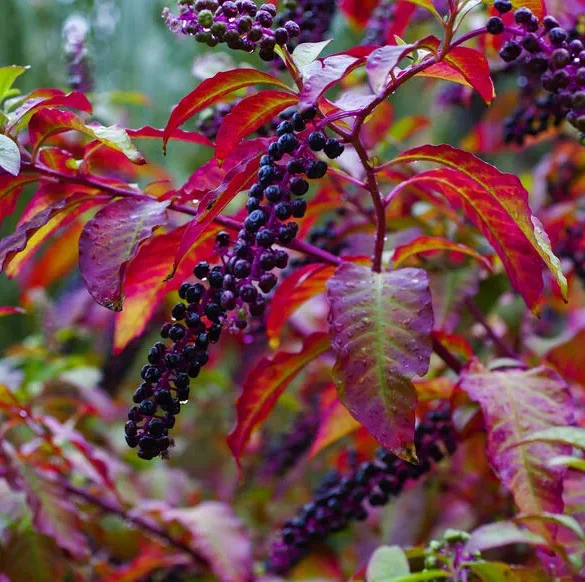Le raisin d'Amérique : un poison déguisé en fruit attrayant