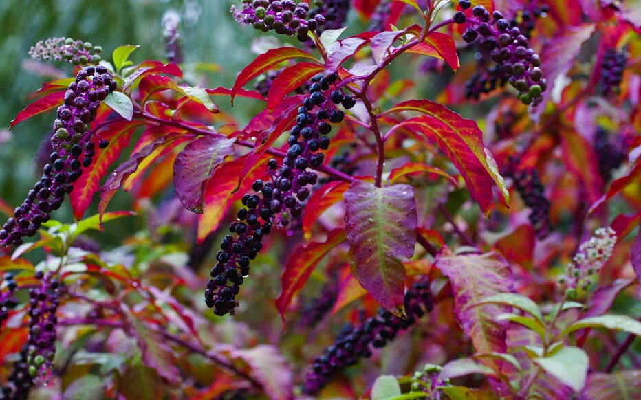 Le raisin d'Amérique : un poison déguisé en fruit attrayant