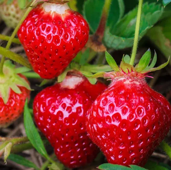 Les secrets des fraisiers remontants : double récolte d'été