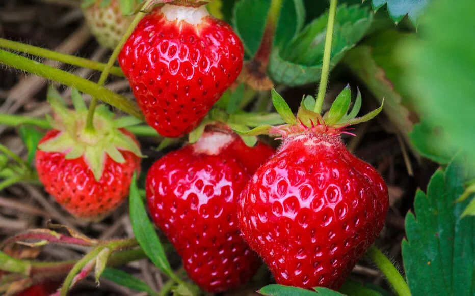 Les secrets des fraisiers remontants : double récolte d'été
