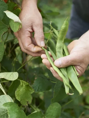 Les secrets des haricots parfaits : tout savoir sur leur culture, leur récolte et leurs bienfaits