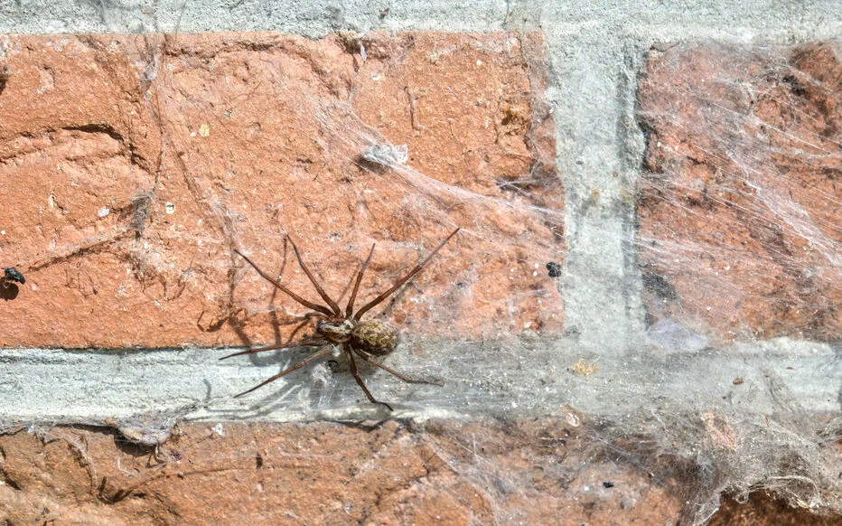 Les tégés, des araignées de l'automne qui intriguent et fascinent