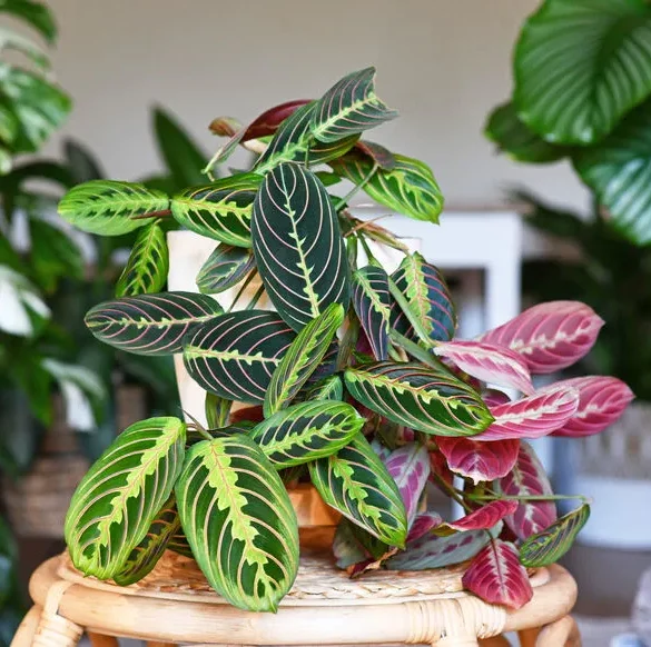 L'Urban Jungle : un mode de vie immersif en harmonie avec la nature