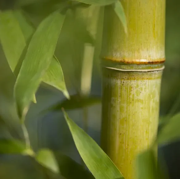 Pourquoi les feuilles de bambou jaunissent et comment y remédier