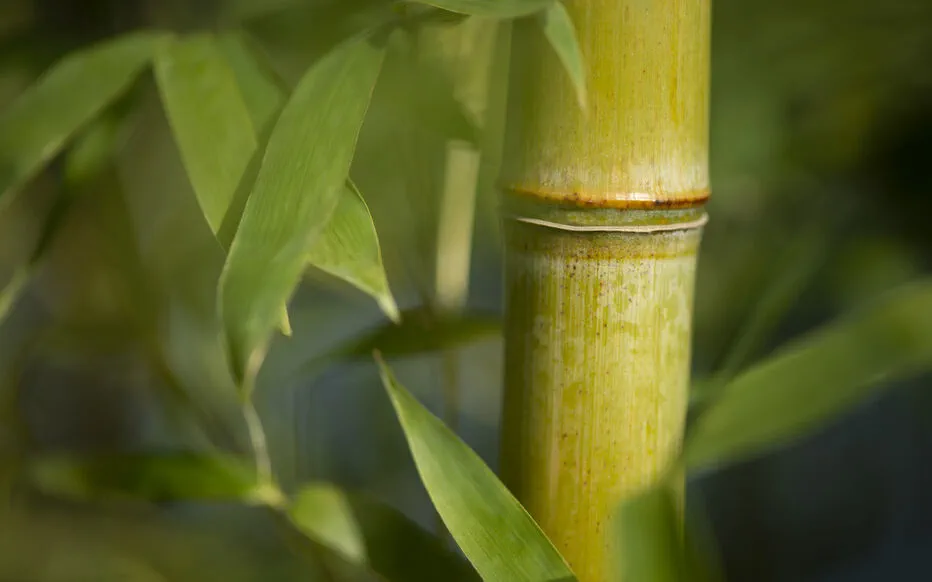 Pourquoi les feuilles de bambou jaunissent et comment y remédier